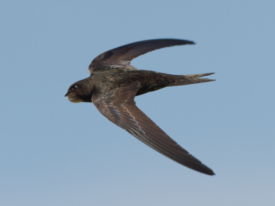 <i class='fa fa-user'></i>&nbsp;gntStattmann&nbsp;|   Gierzwaluw&nbsp; <i class='fa fa-eye'>&nbsp;233</i> &nbsp;<i class='fa fa-thumbs-up'>&nbsp;2</i> &nbsp; <i class='fa fa-comment-o'>&nbsp;6</i>