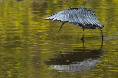 <i class='fa fa-user'></i>&nbsp;harrie69&nbsp;|   Zwarte Reiger&nbsp; <i class='fa fa-eye'>&nbsp;161</i> &nbsp; <i class='fa fa-comment-o'>&nbsp;2</i>