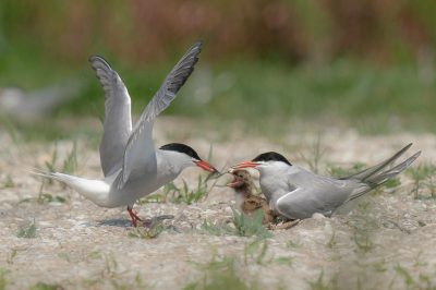 <i class='fa fa-user'></i>&nbsp;Vincent Vuik&nbsp;|   Visdief&nbsp; <i class='fa fa-eye'>&nbsp;229</i> &nbsp;<i class='fa fa-thumbs-up'>&nbsp;6</i> &nbsp; <i class='fa fa-comment-o'>&nbsp;5</i>