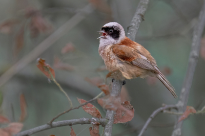 <i class='fa fa-user'></i>&nbsp;wouterroepel&nbsp;|   Buidelmees&nbsp; <i class='fa fa-eye'>&nbsp;240</i> &nbsp;<i class='fa fa-thumbs-up'>&nbsp;4</i> &nbsp; <i class='fa fa-comment-o'>&nbsp;7</i>