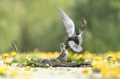 <i class='fa fa-user'></i>&nbsp;henksteen&nbsp;|   Zwarte Stern&nbsp; <i class='fa fa-eye'>&nbsp;255</i> &nbsp;<i class='fa fa-thumbs-up'>&nbsp;12</i> &nbsp; <i class='fa fa-comment-o'>&nbsp;7</i>