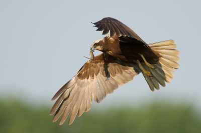 <i class='fa fa-user'></i>&nbsp;Tjballe&nbsp;|   Bruine Kiekendief&nbsp; <i class='fa fa-eye'>&nbsp;214</i> &nbsp;<i class='fa fa-thumbs-up'>&nbsp;2</i> &nbsp; <i class='fa fa-comment-o'>&nbsp;1</i>