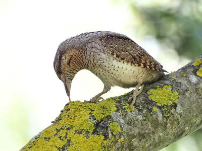 Zowel op de grond als in bomen is de draaihals op zoek naar zwarte mieren en hun poppen. Deze was zo geconcentreerd bezig dat ik de tijd had om dit gedrag te fotograferen. Bij mijn vorige upload was te zien hoe lang hun tong is.