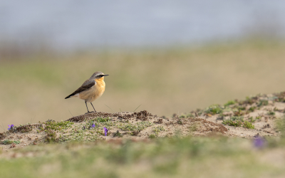 <i class='fa fa-user'></i>&nbsp;Loes Belovics&nbsp;|   Tapuit&nbsp; <i class='fa fa-eye'>&nbsp;159</i> &nbsp;<i class='fa fa-thumbs-up'>&nbsp;3</i> &nbsp; <i class='fa fa-comment-o'>&nbsp;5</i>