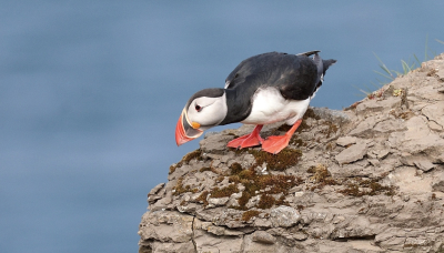 <i class='fa fa-user'></i>&nbsp;Leo Tukker&nbsp;|   Papegaaiduiker&nbsp; <i class='fa fa-eye'>&nbsp;177</i> &nbsp; <i class='fa fa-comment-o'>&nbsp;1</i>