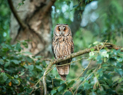 <i class='fa fa-user'></i>&nbsp;Martijn Horsten&nbsp;|   Ransuil&nbsp; <i class='fa fa-eye'>&nbsp;262</i> &nbsp;<i class='fa fa-thumbs-up'>&nbsp;2</i> &nbsp; <i class='fa fa-comment-o'>&nbsp;6</i>