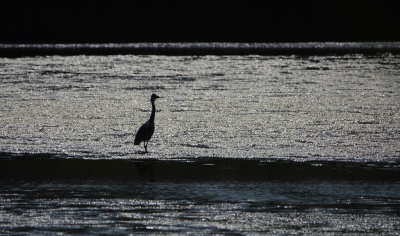 <i class='fa fa-user'></i>&nbsp;nelappelmelk&nbsp;|   Blauwe Reiger&nbsp; <i class='fa fa-eye'>&nbsp;133</i> &nbsp;<i class='fa fa-thumbs-up'>&nbsp;4</i> &nbsp; <i class='fa fa-comment-o'>&nbsp;2</i>