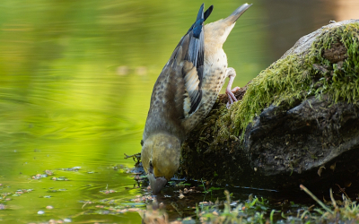 <i class='fa fa-user'></i>&nbsp;Wijnand van Buuren&nbsp;|   Appelvink&nbsp; <i class='fa fa-eye'>&nbsp;198</i> &nbsp; <i class='fa fa-comment-o'>&nbsp;3</i>