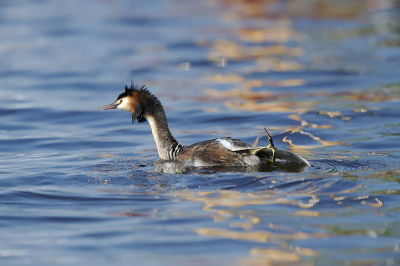 <i class='fa fa-user'></i>&nbsp;Hans Reitsma&nbsp;|   Fuut&nbsp; <i class='fa fa-eye'>&nbsp;154</i> &nbsp; <i class='fa fa-comment-o'>&nbsp;0</i>