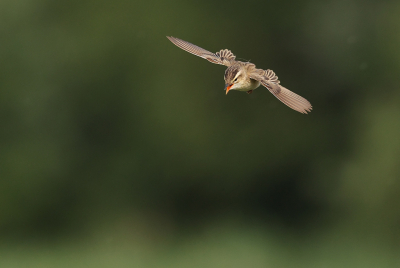 <i class='fa fa-user'></i>&nbsp;Daan Schoonhoven&nbsp;|   Rietzanger&nbsp; <i class='fa fa-eye'>&nbsp;205</i> &nbsp; <i class='fa fa-comment-o'>&nbsp;0</i>