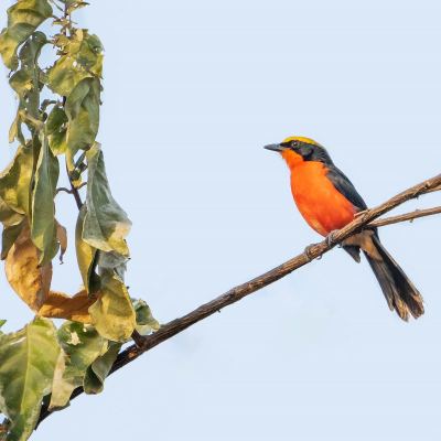 <i class='fa fa-user'></i>&nbsp;harrie69&nbsp;|   Goudkapfiskaal&nbsp; <i class='fa fa-eye'>&nbsp;164</i> &nbsp;<i class='fa fa-thumbs-up'>&nbsp;1</i> &nbsp; <i class='fa fa-comment-o'>&nbsp;2</i>