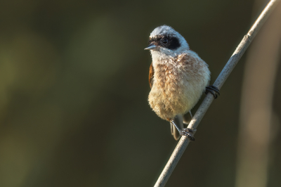 <i class='fa fa-user'></i>&nbsp;wouterroepel&nbsp;|   Buidelmees&nbsp; <i class='fa fa-eye'>&nbsp;216</i> &nbsp;<i class='fa fa-thumbs-up'>&nbsp;6</i> &nbsp; <i class='fa fa-comment-o'>&nbsp;5</i>