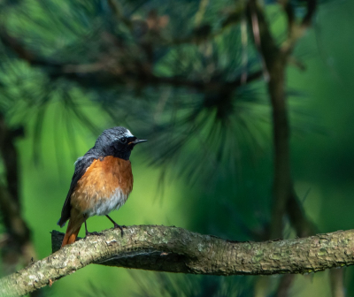 <i class='fa fa-user'></i>&nbsp;jacolienl&nbsp;|   Gekraagde Roodstaart&nbsp; <i class='fa fa-eye'>&nbsp;211</i> &nbsp;<i class='fa fa-thumbs-up'>&nbsp;5</i> &nbsp; <i class='fa fa-comment-o'>&nbsp;7</i>