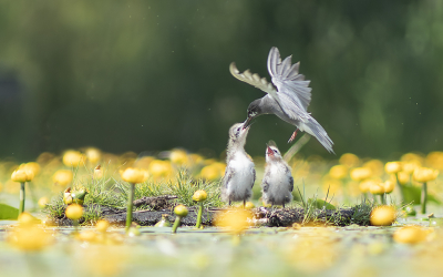 <i class='fa fa-user'></i>&nbsp;henksteen&nbsp;|   Zwarte Stern&nbsp; <i class='fa fa-eye'>&nbsp;285</i> &nbsp;<i class='fa fa-thumbs-up'>&nbsp;9</i> &nbsp; <i class='fa fa-comment-o'>&nbsp;7</i>