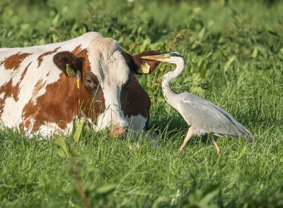 <i class='fa fa-user'></i> Truus Aletta Maan |   Blauwe Reiger  <i class='fa fa-eye'> 80</i>   <i class='fa fa-comment-o'> 17</i>