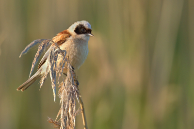 <i class='fa fa-user'></i>&nbsp;RemcoBeen&nbsp;|   Buidelmees&nbsp; <i class='fa fa-eye'>&nbsp;185</i> &nbsp;<i class='fa fa-thumbs-up'>&nbsp;3</i> &nbsp; <i class='fa fa-comment-o'>&nbsp;2</i>