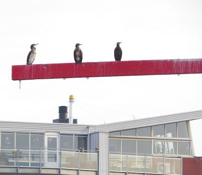 <i class='fa fa-user'></i>&nbsp;sieb&nbsp;|   Aalscholver&nbsp; <i class='fa fa-eye'>&nbsp;166</i> &nbsp;<i class='fa fa-thumbs-up'>&nbsp;5</i> &nbsp; <i class='fa fa-comment-o'>&nbsp;6</i>