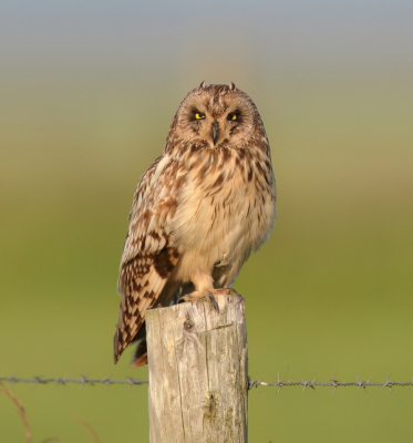 <i class='fa fa-user'></i>&nbsp;horneman69&nbsp;|   Velduil&nbsp; <i class='fa fa-eye'>&nbsp;242</i> &nbsp;<i class='fa fa-thumbs-up'>&nbsp;2</i> &nbsp; <i class='fa fa-comment-o'>&nbsp;5</i>