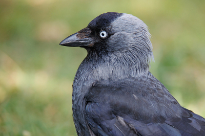 <i class='fa fa-user'></i>&nbsp;Erik van Ark&nbsp;|   Kauw&nbsp; <i class='fa fa-eye'>&nbsp;128</i> &nbsp; <i class='fa fa-comment-o'>&nbsp;2</i>