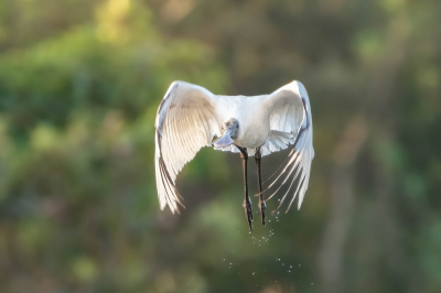 <i class='fa fa-user'></i>&nbsp;harrie69&nbsp;|   Lepelaar&nbsp; <i class='fa fa-eye'>&nbsp;158</i> &nbsp; <i class='fa fa-comment-o'>&nbsp;2</i>