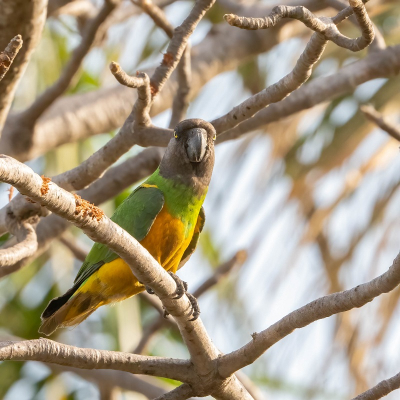 <i class='fa fa-user'></i>&nbsp;harrie69&nbsp;|   Bonte Boertje&nbsp; <i class='fa fa-eye'>&nbsp;148</i> &nbsp; <i class='fa fa-comment-o'>&nbsp;1</i>