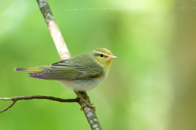 <i class='fa fa-user'></i>&nbsp;pjvantuil&nbsp;|   Fluiter&nbsp; <i class='fa fa-eye'>&nbsp;191</i> &nbsp;<i class='fa fa-thumbs-up'>&nbsp;1</i> &nbsp; <i class='fa fa-comment-o'>&nbsp;1</i>