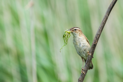 <i class='fa fa-user'></i>&nbsp;Eef Kieft&nbsp;|   Rietzanger&nbsp; <i class='fa fa-eye'>&nbsp;177</i> &nbsp;<i class='fa fa-thumbs-up'>&nbsp;2</i> &nbsp; <i class='fa fa-comment-o'>&nbsp;2</i>