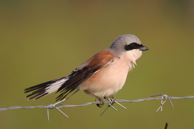 <i class='fa fa-user'></i>&nbsp;Henk Baptist&nbsp;|   Grauwe Klauwier&nbsp; <i class='fa fa-eye'>&nbsp;209</i> &nbsp;<i class='fa fa-thumbs-up'>&nbsp;4</i> &nbsp; <i class='fa fa-comment-o'>&nbsp;1</i>