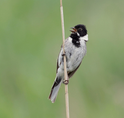 <i class='fa fa-user'></i>&nbsp;Leo Tukker&nbsp;|   Rietgors&nbsp; <i class='fa fa-eye'>&nbsp;146</i> &nbsp;<i class='fa fa-thumbs-up'>&nbsp;2</i> &nbsp; <i class='fa fa-comment-o'>&nbsp;0</i>