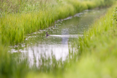 <i class='fa fa-user'></i>&nbsp;Bert Ooms&nbsp;|   Grutto&nbsp; <i class='fa fa-eye'>&nbsp;210</i> &nbsp;<i class='fa fa-thumbs-up'>&nbsp;2</i> &nbsp; <i class='fa fa-comment-o'>&nbsp;4</i>