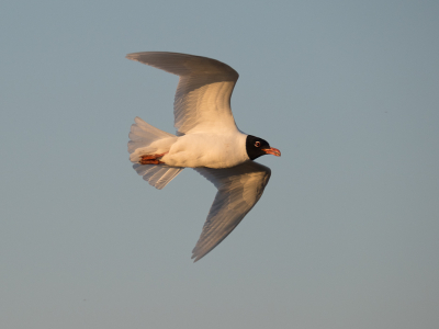 <i class='fa fa-user'></i>&nbsp;Gert-Jan Cromwijk&nbsp;|   Zwartkopmeeuw&nbsp; <i class='fa fa-eye'>&nbsp;164</i> &nbsp; <i class='fa fa-comment-o'>&nbsp;0</i>