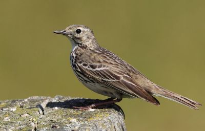 Alweer een graspieper, maar ook deze onopvallende soort heeft haar charme.
Het zijn nieuwsgierige karakters. Elke keer zoeken ze me op wanneer ik aan het fotograferen ben. Dit exemplaar probeerde ik bij de kijkhut in de vlucht vast te leggen, maar ik kreeg haar niet in de zoeker. Tot mijn verrassing was ze meteen daarna op een paaltje naast mij gaan zitten en volgde elke beweging die ik maakte. Het resultaat is deze eenvoudige portretopname. De nieuwe Canon R8 heeft als voordeel t.o.v. de 80D dat ik zonder geratel mijn plaatjes kan schieten, dus minder verstoring.