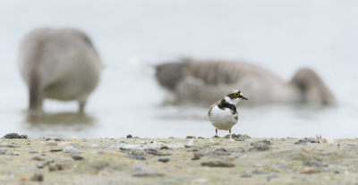 <i class='fa fa-user'></i>&nbsp;Wil Doorn-Meijne&nbsp;|   Kleine Plevier&nbsp; <i class='fa fa-eye'>&nbsp;137</i> &nbsp; <i class='fa fa-comment-o'>&nbsp;6</i>