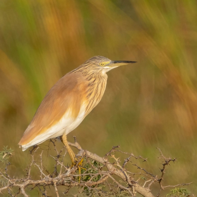 <i class='fa fa-user'></i>&nbsp;harrie69&nbsp;|   Ralreiger&nbsp; <i class='fa fa-eye'>&nbsp;253</i> &nbsp; <i class='fa fa-comment-o'>&nbsp;3</i>