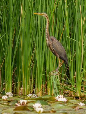 <i class='fa fa-user'></i>&nbsp;John_Jak&nbsp;|   Purperreiger&nbsp; <i class='fa fa-eye'>&nbsp;263</i> &nbsp;<i class='fa fa-thumbs-up'>&nbsp;2</i> &nbsp; <i class='fa fa-comment-o'>&nbsp;6</i>