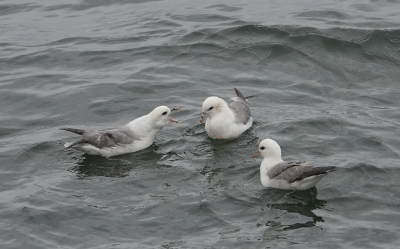 <i class='fa fa-user'></i>&nbsp;ko katsman&nbsp;|   Noordse Stormvogel&nbsp; <i class='fa fa-eye'>&nbsp;177</i> &nbsp; <i class='fa fa-comment-o'>&nbsp;0</i>