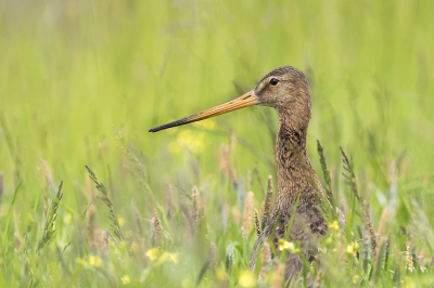 <i class='fa fa-user'></i>&nbsp;henksteen&nbsp;|   Grutto&nbsp; <i class='fa fa-eye'>&nbsp;188</i> &nbsp; <i class='fa fa-comment-o'>&nbsp;3</i>