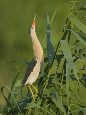 Ixobrychus minutus / Woudaap / Little Bittern