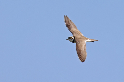 <i class='fa fa-user'></i>&nbsp;Daan Schoonhoven&nbsp;|   Kleine Plevier&nbsp; <i class='fa fa-eye'>&nbsp;169</i> &nbsp;<i class='fa fa-thumbs-up'>&nbsp;1</i> &nbsp; <i class='fa fa-comment-o'>&nbsp;2</i>