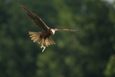 <i class='fa fa-user'></i>&nbsp;Tjballe&nbsp;|   Bruine Kiekendief&nbsp; <i class='fa fa-eye'>&nbsp;201</i> &nbsp;<i class='fa fa-thumbs-up'>&nbsp;1</i> &nbsp; <i class='fa fa-comment-o'>&nbsp;2</i>