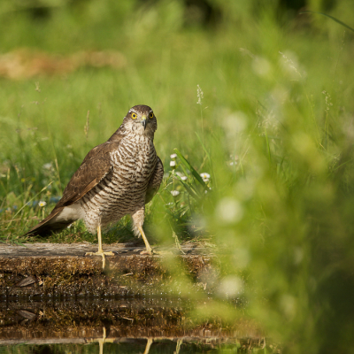 <i class='fa fa-user'></i>&nbsp;Tjballe&nbsp;|   Sperwer&nbsp; <i class='fa fa-eye'>&nbsp;186</i> &nbsp; <i class='fa fa-comment-o'>&nbsp;2</i>