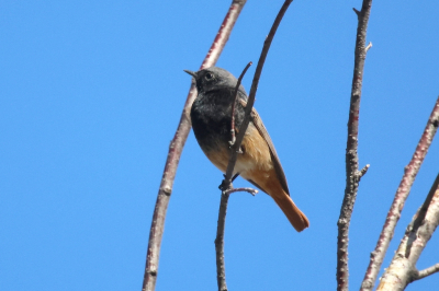 <i class='fa fa-user'></i>&nbsp;Henk Baptist&nbsp;|   Zwarte Roodstaart&nbsp; <i class='fa fa-eye'>&nbsp;142</i> &nbsp; <i class='fa fa-comment-o'>&nbsp;2</i>