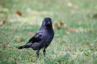 <i class='fa fa-user'></i>&nbsp;Erik van Ark&nbsp;|   Kauw&nbsp; <i class='fa fa-eye'>&nbsp;137</i> &nbsp; <i class='fa fa-comment-o'>&nbsp;2</i>