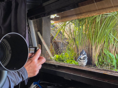 <i class='fa fa-user'></i> Conny Schotanus |   Bonte IJsvogel  <i class='fa fa-eye'> 126</i>  <i class='fa fa-thumbs-up'> 4</i>   <i class='fa fa-comment-o'> 18</i>