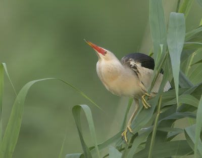 Bird picture: Ixobrychus minutus / Woudaap / Little Bittern