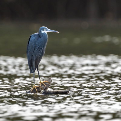 <i class='fa fa-user'></i>&nbsp;harrie69&nbsp;|   Westelijke Rifreiger&nbsp; <i class='fa fa-eye'>&nbsp;130</i> &nbsp; <i class='fa fa-comment-o'>&nbsp;2</i>