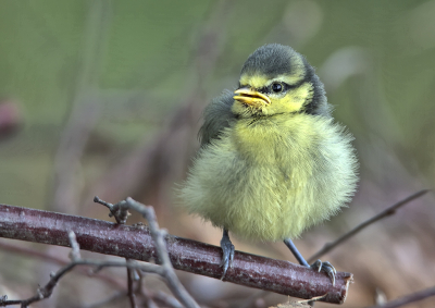 <i class='fa fa-user'></i>&nbsp;RTL&nbsp;|   Pimpelmees&nbsp; <i class='fa fa-eye'>&nbsp;146</i> &nbsp; <i class='fa fa-comment-o'>&nbsp;6</i>