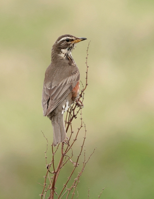 <i class='fa fa-user'></i>&nbsp;Leo Tukker&nbsp;|   Koperwiek&nbsp; <i class='fa fa-eye'>&nbsp;219</i> &nbsp;<i class='fa fa-thumbs-up'>&nbsp;2</i> &nbsp; <i class='fa fa-comment-o'>&nbsp;2</i>