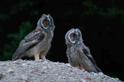 <i class='fa fa-user'></i>&nbsp;Vincent Vuik&nbsp;|   Ransuil&nbsp; <i class='fa fa-eye'>&nbsp;330</i> &nbsp;<i class='fa fa-thumbs-up'>&nbsp;11</i> &nbsp; <i class='fa fa-comment-o'>&nbsp;12</i>