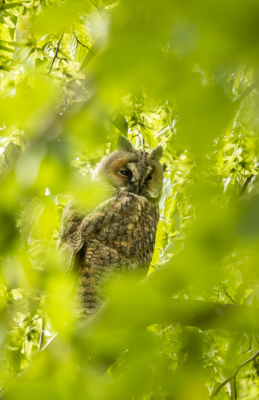 <i class='fa fa-user'></i>&nbsp;Martijn Horsten&nbsp;|   Ransuil&nbsp; <i class='fa fa-eye'>&nbsp;173</i> &nbsp; <i class='fa fa-comment-o'>&nbsp;3</i>